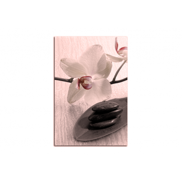 Obraz na plátně - Květy orchideje - obdélník